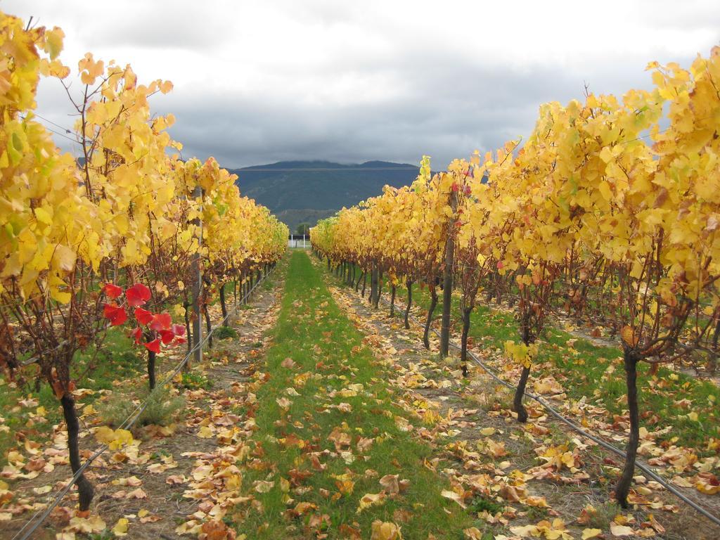Korohi Vineyard Bnb Blenheim Eksteriør bilde