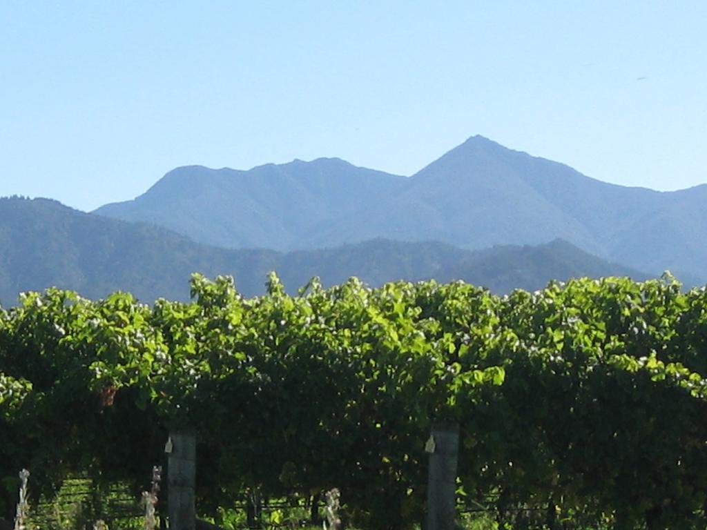 Korohi Vineyard Bnb Blenheim Eksteriør bilde